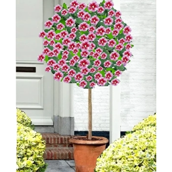 HIBISKUS NA PNIU Tower Purple - sadzonki 100 / 130 cm